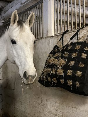 stort svart hönät för häst