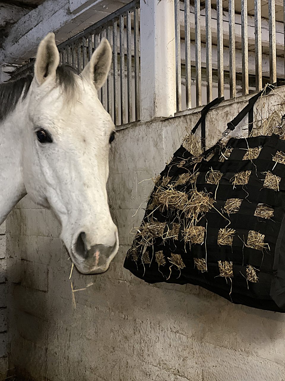 stort svart hönät för häst